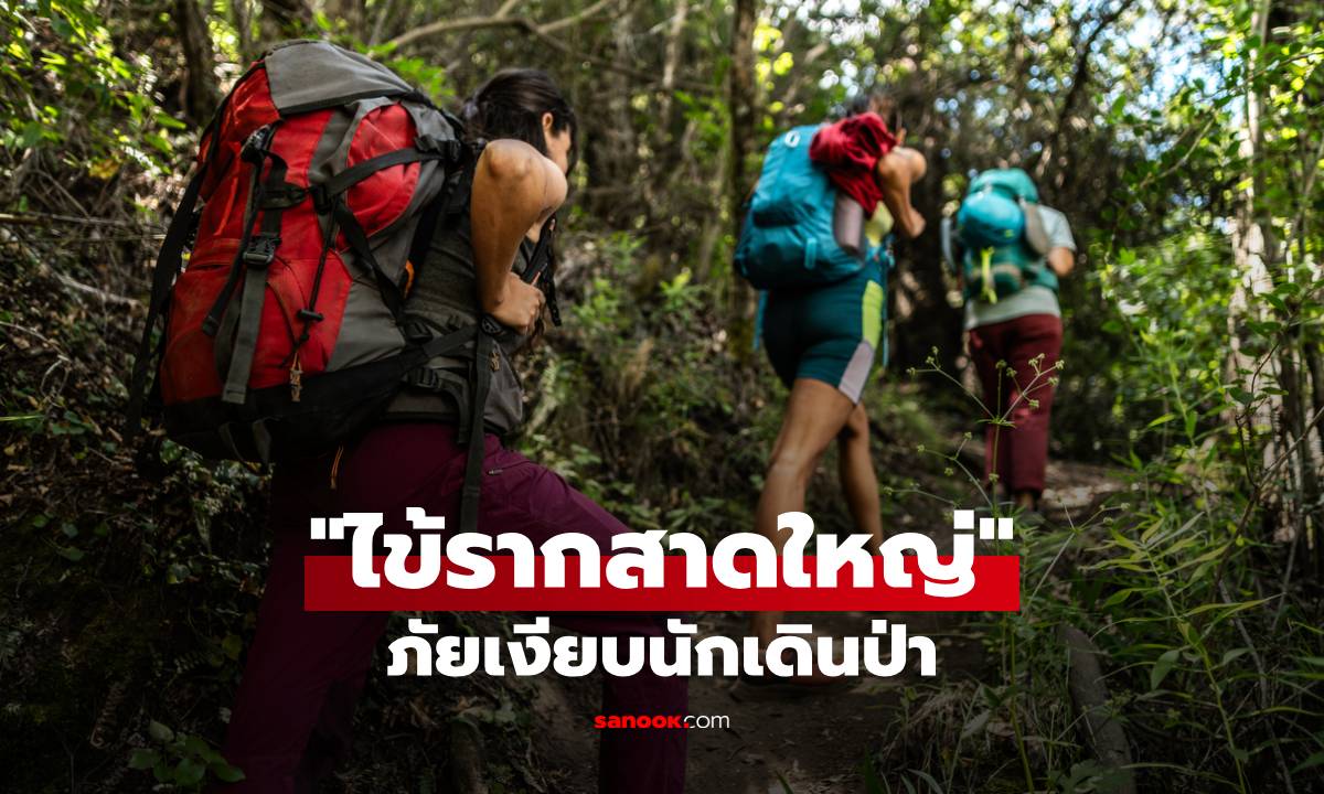 ภัยเงียบนักเดินป่า ระวัง "ไข้รากสาดใหญ่" (Scrub Typhus) อันตรายถึงชีวิต!