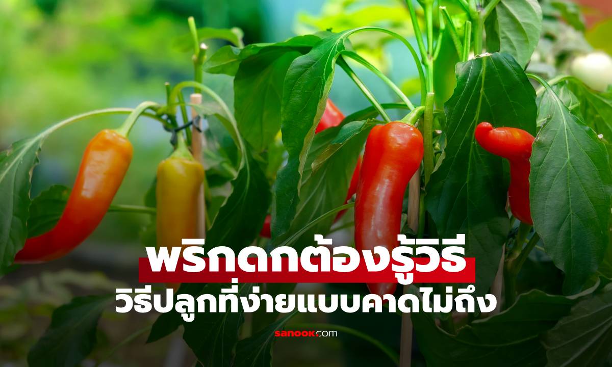 วิธีปลูกพริกให้ดกทั้งต้น เคล็ดลับบ้านๆ ที่ช่วยให้ได้พริกสดสะอาดกินทุกวัน