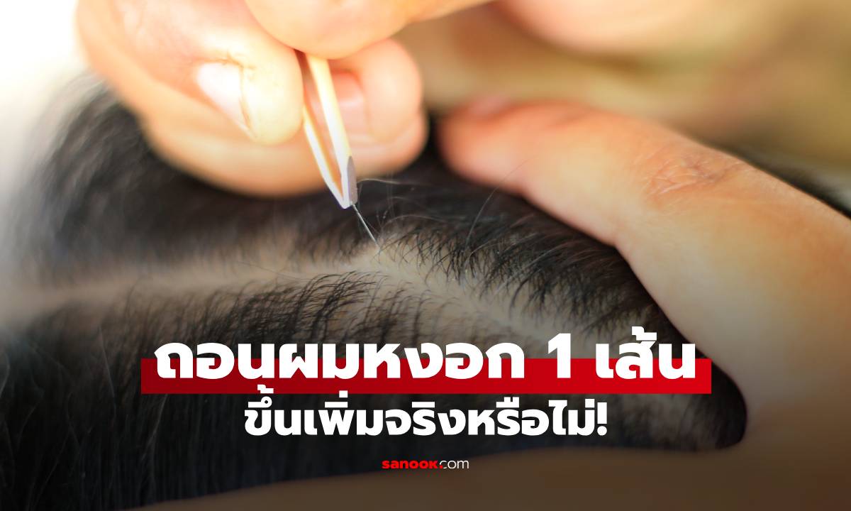 ถอนผมหงอก 1 เส้น ขึ้นเพิ่มจริงไหม? เฉลยแบบเข้าใจง่าย