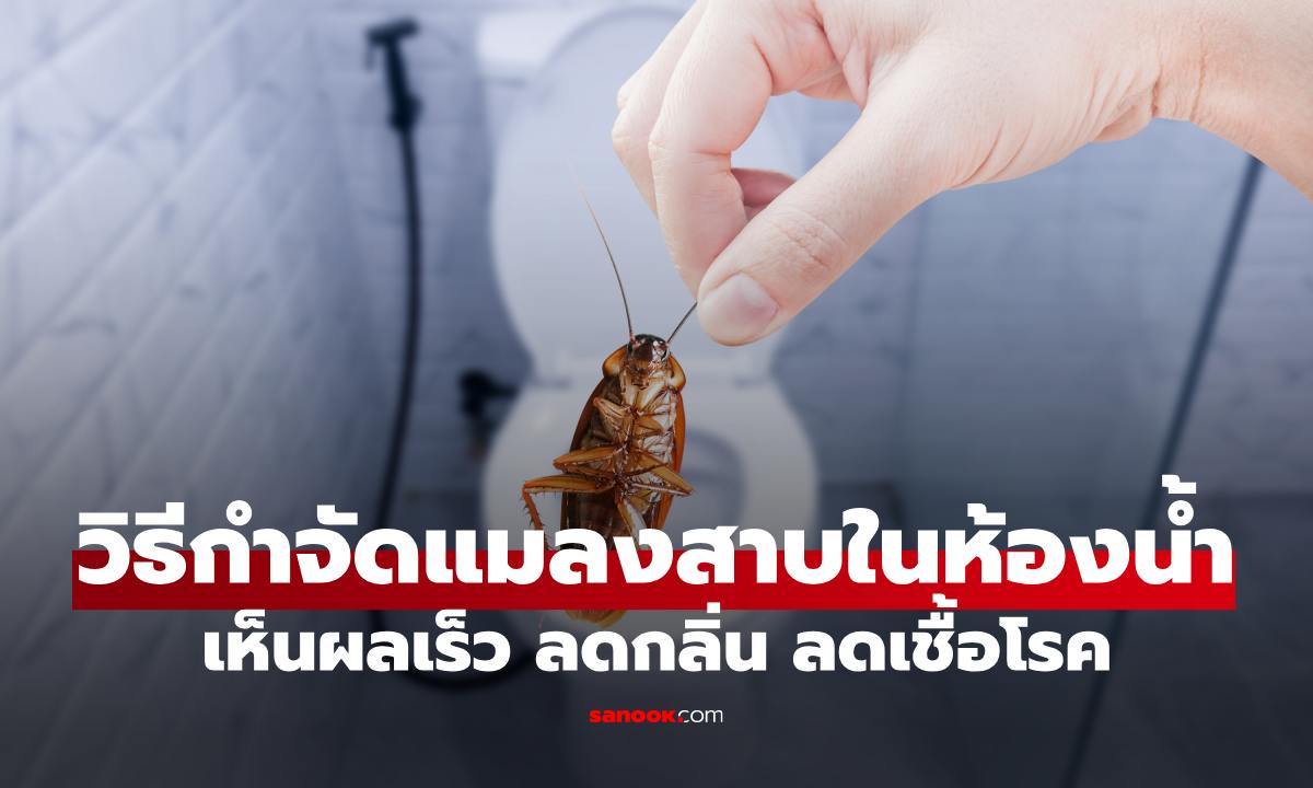 วิธีกำจัดแมลงสาบในห้องน้ำ เห็นผลเร็ว ลดกลิ่น ลดเชื้อโรค