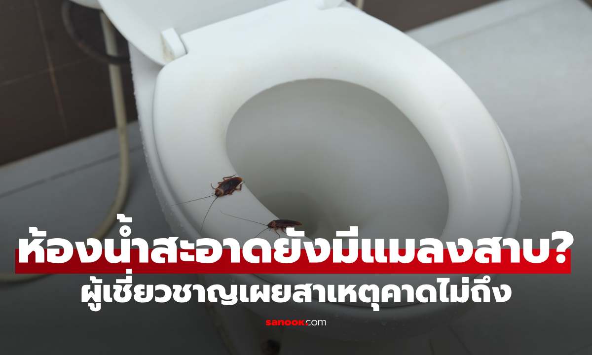 ห้องน้ำสะอาดก็ยังมีแมลงสาบ? ผู้เชี่ยวชาญเผยสาเหตุที่หลายบ้านคาดไม่ถึง