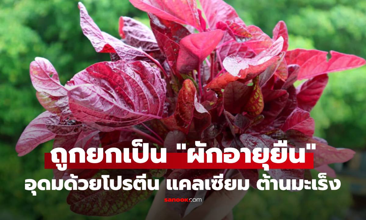 ผัก 1 ชนิด ถูกยกเป็น "ผักอายุยืน" ราคาไม่แพง แต่มีครบทั้งโปรตีน ธาตุเหล็ก แคลเซียม แถมต้านมะเร็ง!