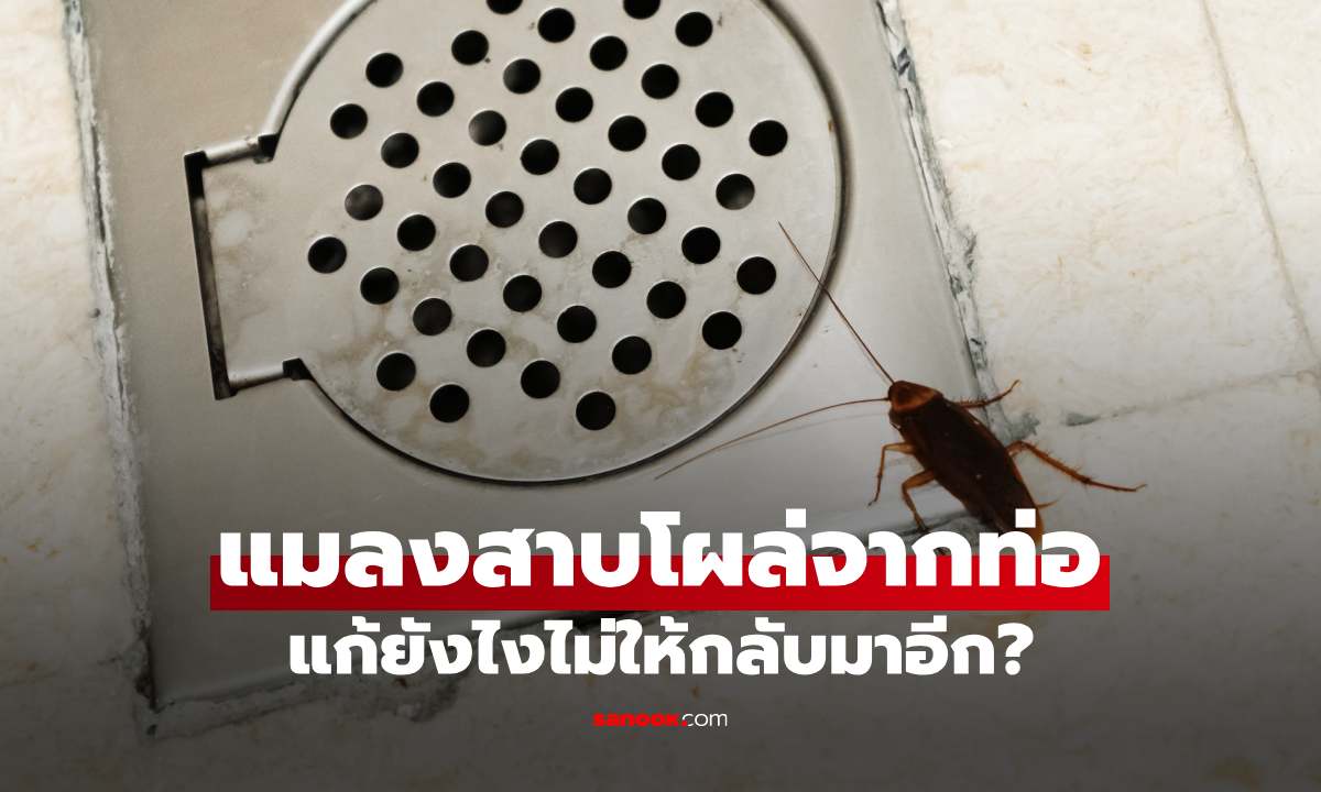 แมลงสาบโผล่จากท่อในห้องน้ำ แก้ยังไงไม่ให้กลับมาอีก?