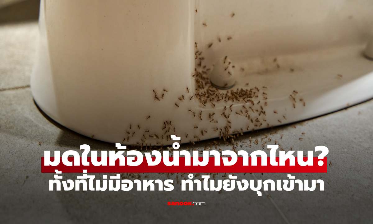 มดในห้องน้ำมาจากไหน? ทั้งที่ไม่มีอาหาร ทำไมยังบุกเข้ามา