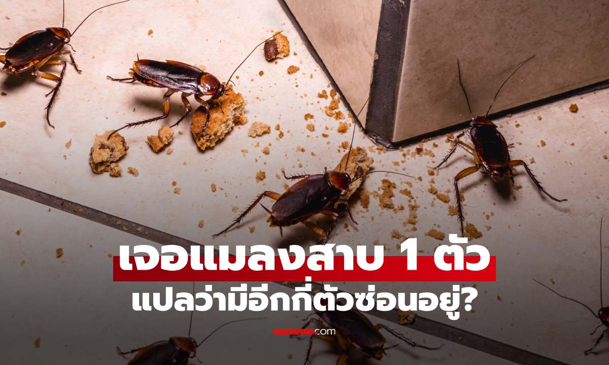 เจอแมลงสาบ 1 ตัว แปลว่ามีอีกกี่ตัวซ่อนอยู่?