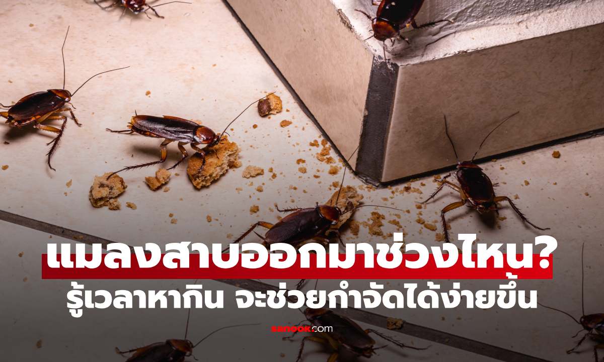 แมลงสาบออกมาช่วงไหนมากที่สุด? รู้เวลาหากินของมัน จะช่วยกำจัดได้ง่ายขึ้น
