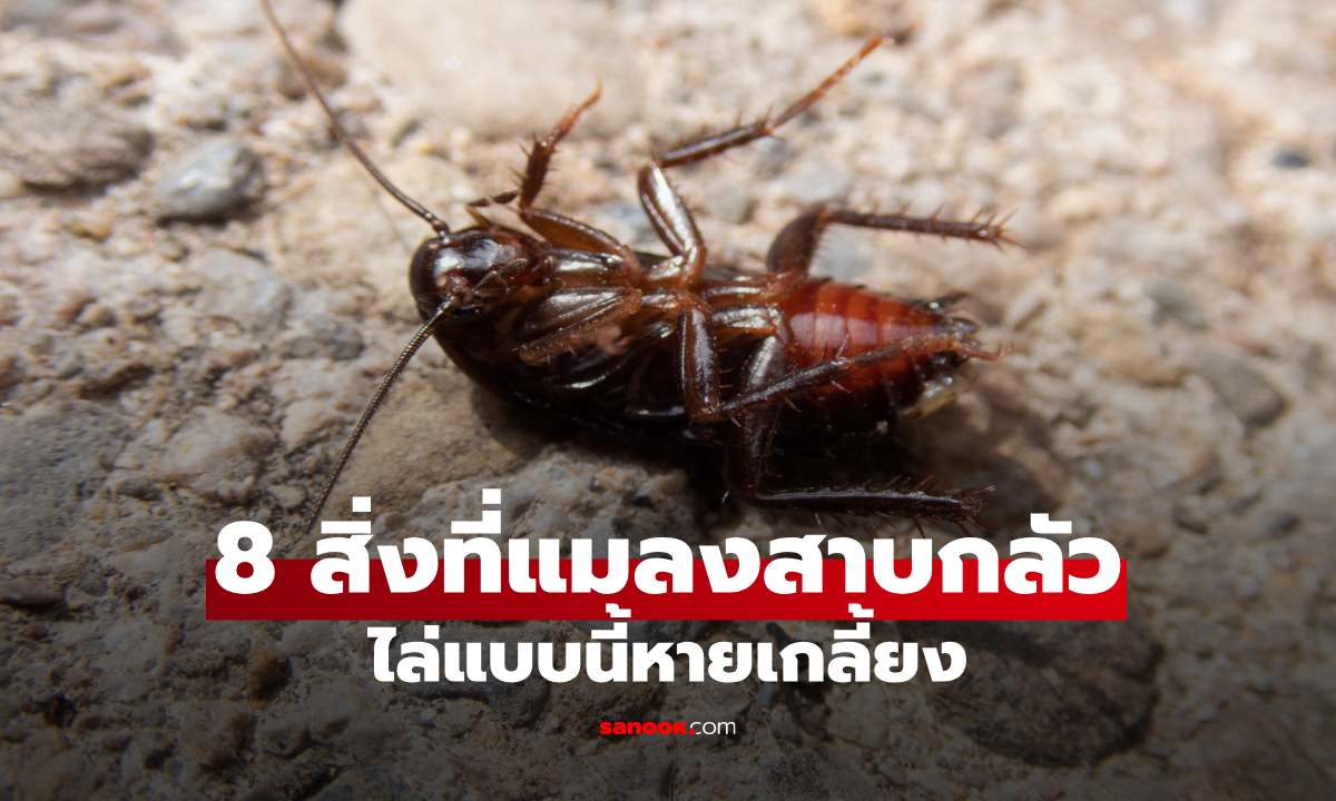 แมลงสาบกลัวอะไร? เปิด 8 สิ่งที่มันไม่ชอบ พร้อมวิธีไล่ให้หายจากบ้าน