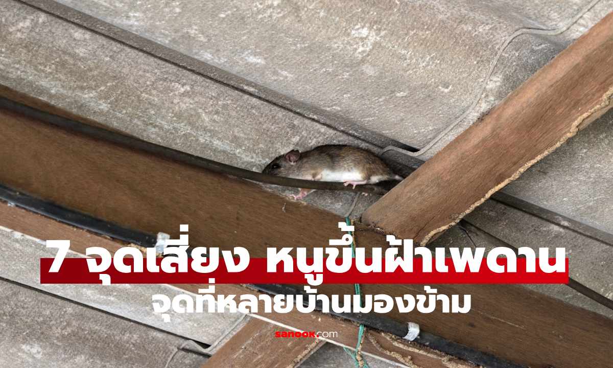 หนูขึ้นฝ้าเพดานได้อย่างไร? เปิด 7 จุดเสี่ยงที่หลายบ้านมองข้าม