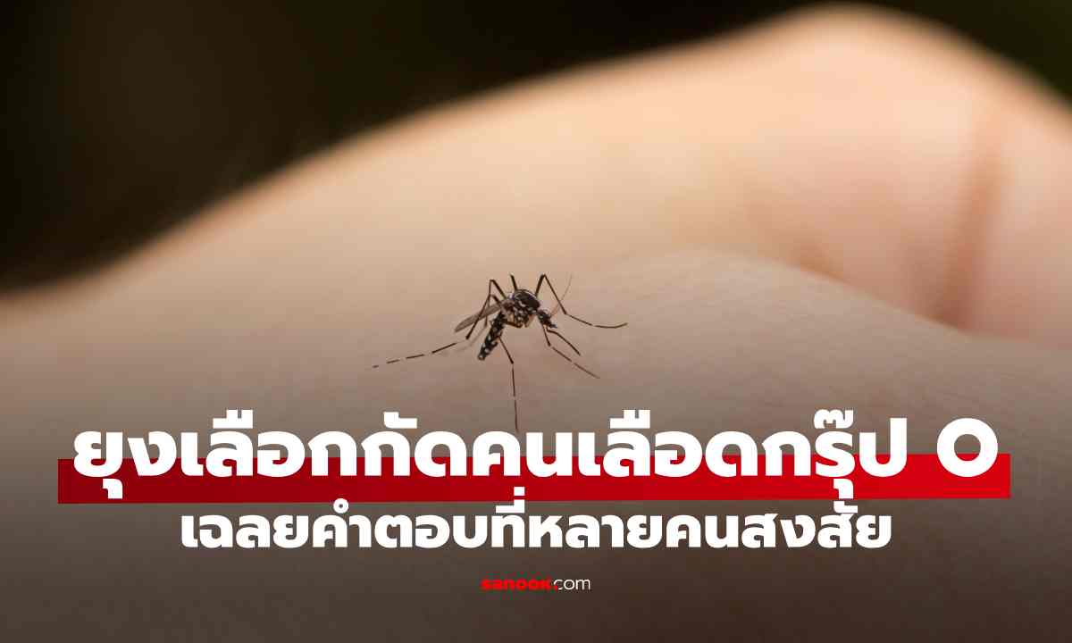ยุงเลือกกัดคนเลือดกรุ๊ป O จริงหรือแค่ความเชื่อ? เฉลยคำตอบที่หลายคนสงสัย