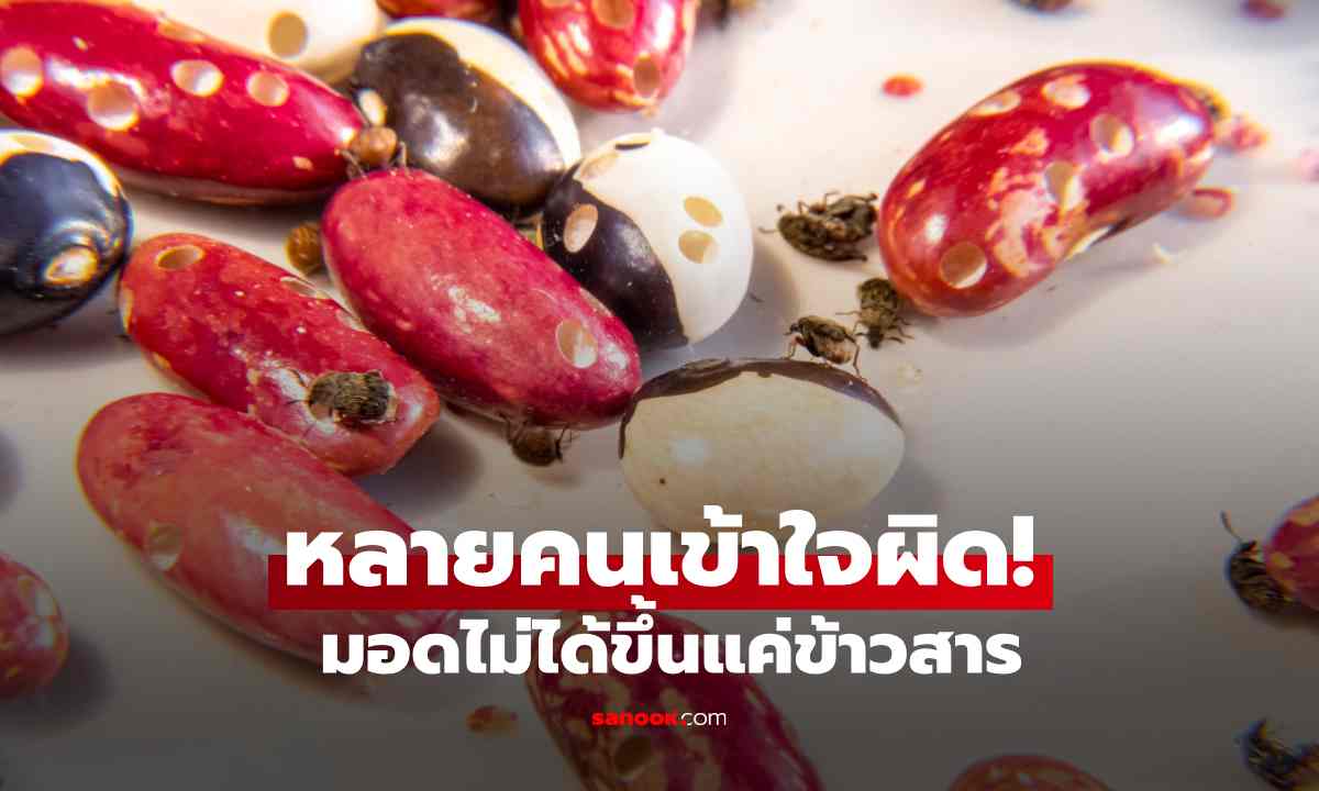 หลายคนเข้าใจผิด! มอดไม่ได้ขึ้นแค่ข้าวสาร เปิดรายชื่ออาหารแห้งที่เสี่ยงโดนมอดเหมือนกัน