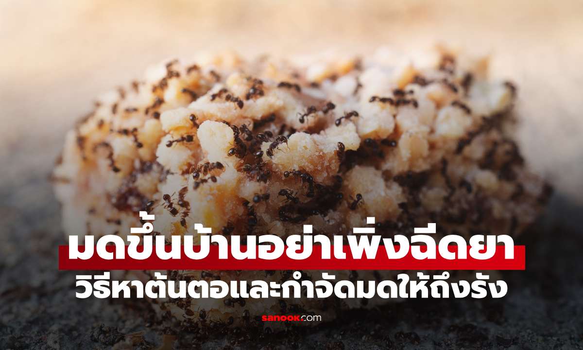 มดขึ้นบ้านไม่หยุด อย่าเพิ่งฉีดยา! วิธีหาต้นตอและกำจัดมดให้ถึงรัง