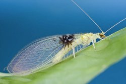 แมลงสายพันธุ์ใหม่ ถูกค้นพบโดยบังเอิญจาก Flickr