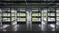บริษัทญี่ปุ่นเปิดตัวฟาร์มผักโดยหุ่นยนต์เป็นแห่งแรกของโลก