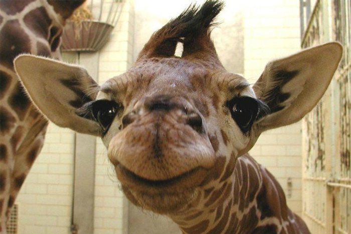 Giraffe Challenge ที่มาของการเปลี่ยนหน้า FB เป็นยีราฟ