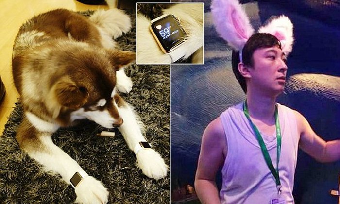 มหาเศรษฐีชาวจีนซื้อ Apple Watch Edition สีทองให้น้องหมาใส่ 2 เรือน ราคาเกือบล้าน !