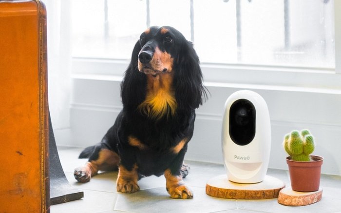 Acer เปิดตัว Pawbo+ , Pawbo Catch กล้องอัจฉริยะและสมาร์ททอย แก็ดเจ็ตใหม่สำหรับคนรักสัตว์
