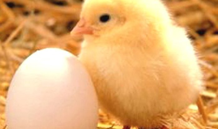 เฉลยปัญหาโลกแตกไก่,ไข่อะไรเกิดก่อน?