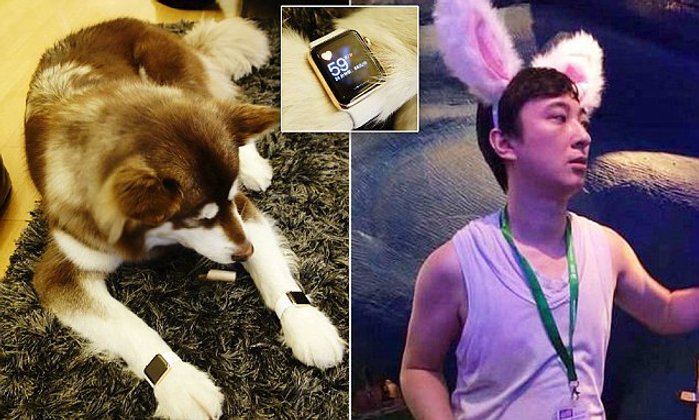 มหาเศรษฐีชาวจีนซื้อ Apple Watch Edition สีทองให้น้องหมาใส่ 2 เรือน ราคาเกือบล้าน !