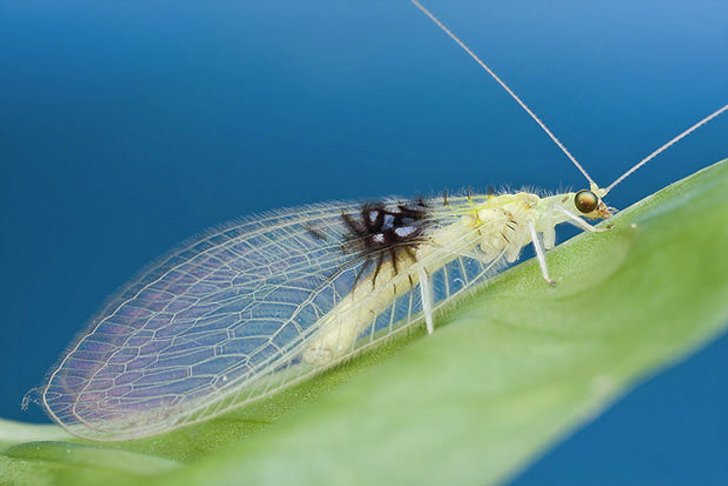 แมลงสายพันธุ์ใหม่ ถูกค้นพบโดยบังเอิญจาก Flickr
