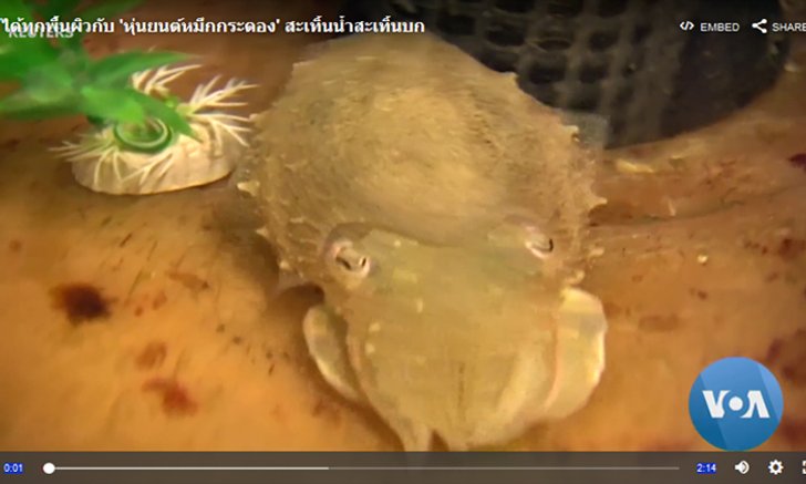 ลุยได้ทุกพื้นผิวกับ 'หุ่นยนต์หมึกกระดอง' สะเทิ้นน้ำสะเทิ้นบก