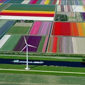 ดอกทิวลิปในทุ่ง Spoorbuurt, นอร์ทฮอลแลนด์, เนเธอร์แลนด์