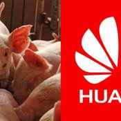 Huawei หันมาทำ AI ให้ฟาร์มหมูและเหมือง หลังยอดขายสมาร์ตโฟนตกฮวบ