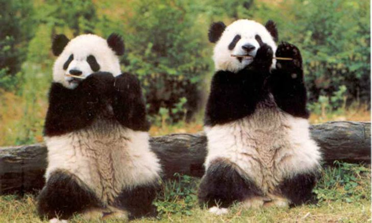ต้อนรับข่าวน้องหลินปิง!! YouTube ส่งของเล่นใหม่ Cosmic Panda สำหรับคนรักแพนด้า เป็นยังไง