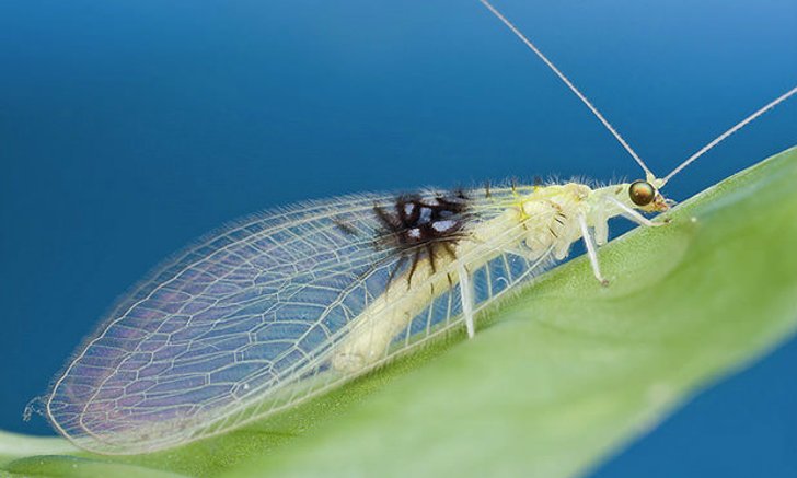 แมลงสายพันธุ์ใหม่ ถูกค้นพบโดยบังเอิญจาก Flickr
