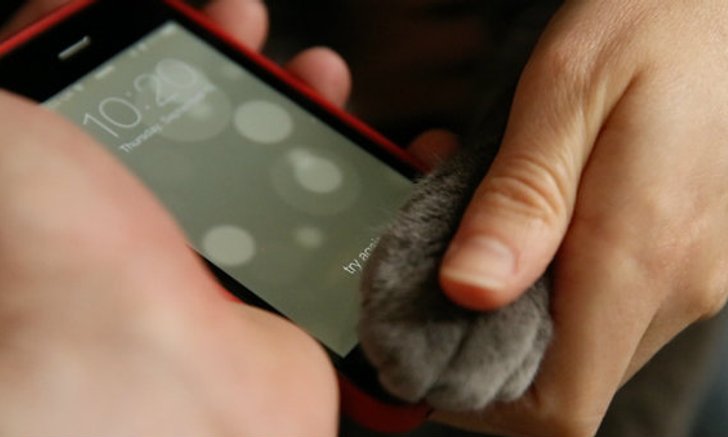 อุ้งตีนแมวก็สามารถใช้งาน Touch ID Sensor บน iPhone 5s ได้ (อีกแล้ว)