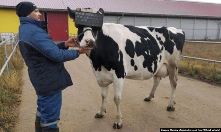 เกษตรกรโคนมรัสเซียให้วัวใส่แว่นตา VR ช่วยเพิ่มคุณภาพน้ำนม