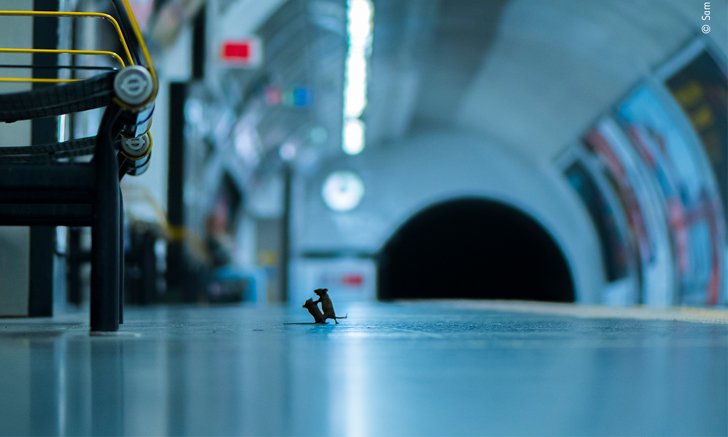 ภาพ “เจ้าหนูสู้กันในรถไฟใต้ดิน” ได้รับรางวัลภาพสัตว์ป่าแห่งปี