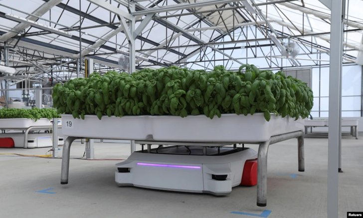 บริษัทสตาร์ทอัพแคลิฟอร์เนียใช้หุ่นยนต์ปลูกพืชในเรือนกระจก