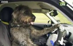 โรงเรียนฝึกน้องหมา"ขับรถ"เปิดแล้ว???