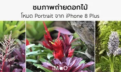 รีวิว iPhone 8 Plus ถ่ายรูปดอกไม้สีสด ด้วยโหมด Portrait