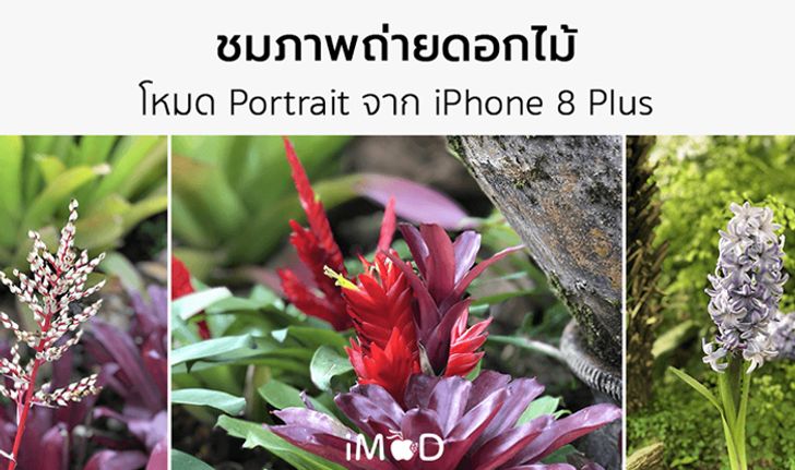 รีวิว iPhone 8 Plus ถ่ายรูปดอกไม้สีสด ด้วยโหมด Portrait