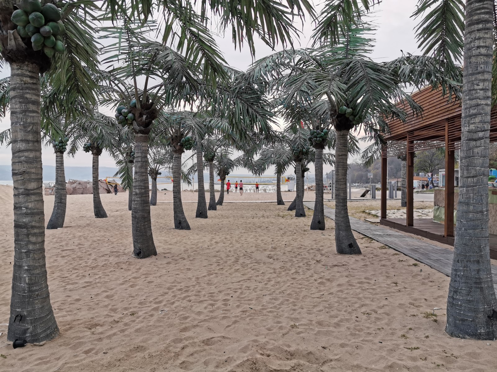 huawei-p30-propalmtrees_1