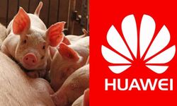 Huawei หันมาทำ AI ให้ฟาร์มหมูและเหมือง! หลังยอดขายสมาร์ตโฟนตกฮวบ