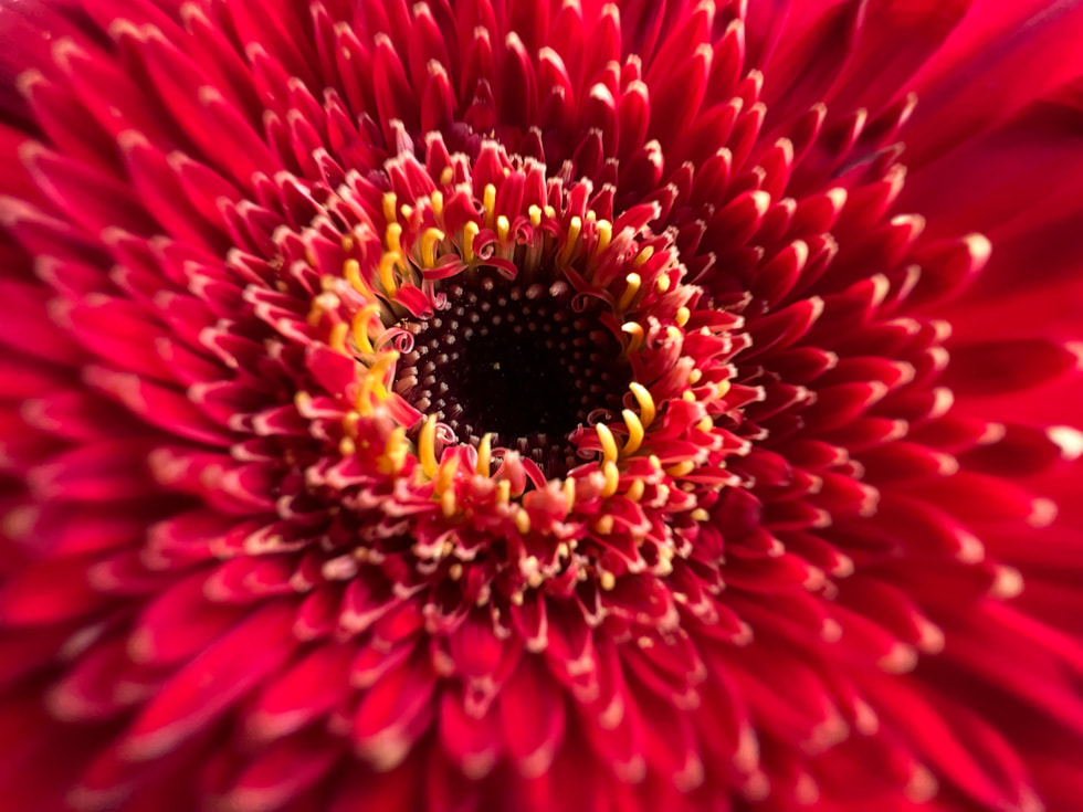 apple_iphone-13-pro_red-flowe