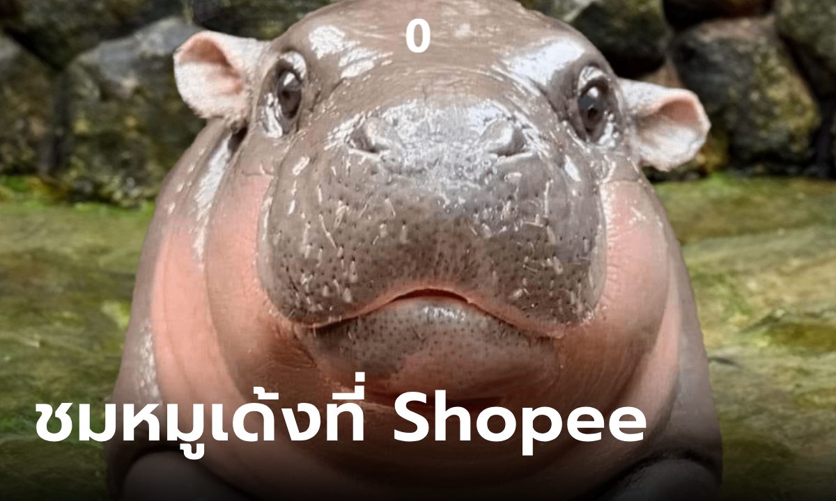 Shopee Live เปิดช่องทางรับชม "น้องหมูเด้ง" ได้แล้ววันนี้