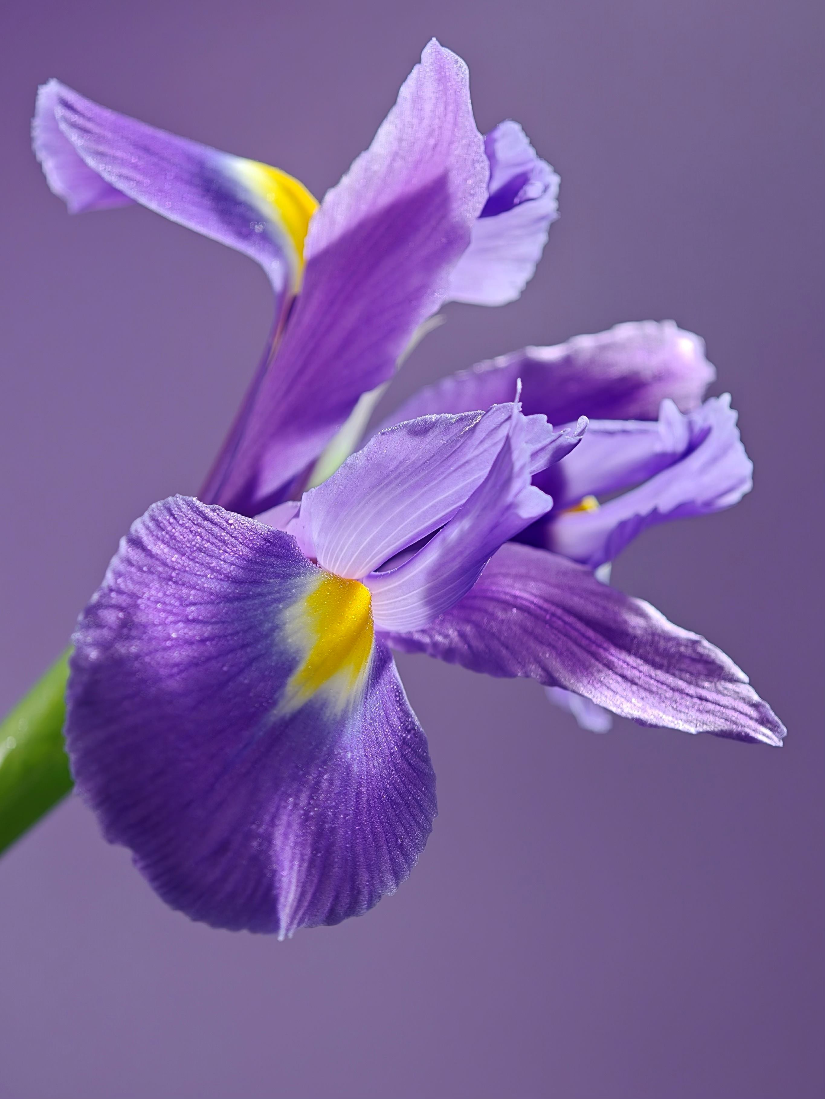 oppofindx8ultraranksfirs