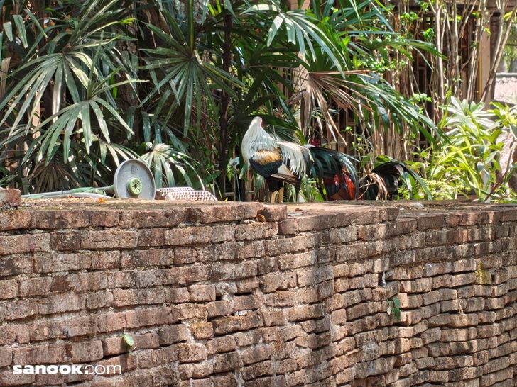 batchimg_20260318_115928757