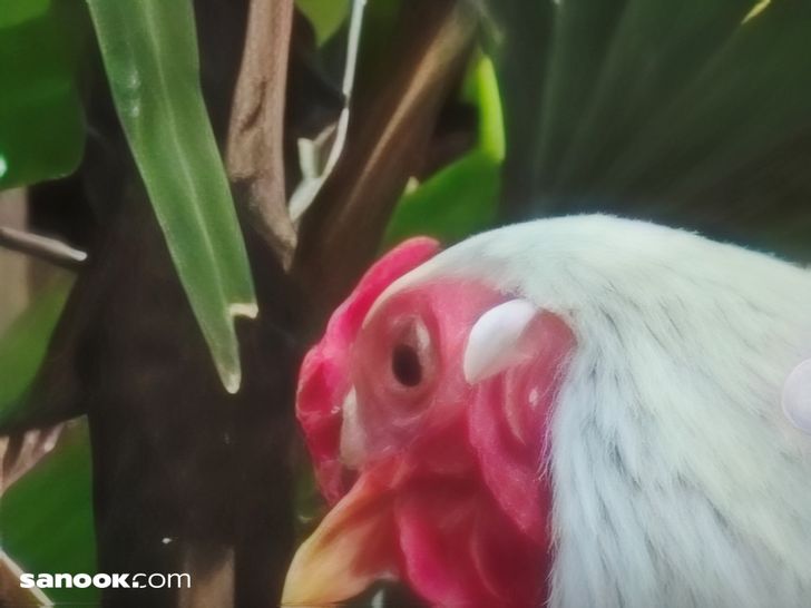 batchimg_20260318_115940709