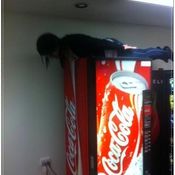 Planking