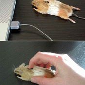 Mouse