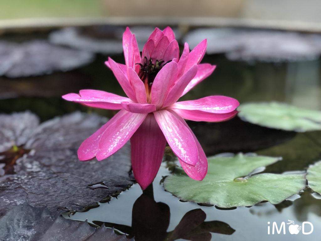 ตัวอย่างภาพถ่ายดอกไม้จาก iPhone 8 Plus