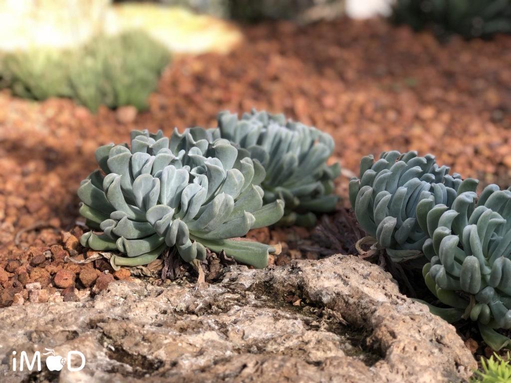 ตัวอย่างภาพถ่ายดอกไม้จาก iPhone 8 Plus