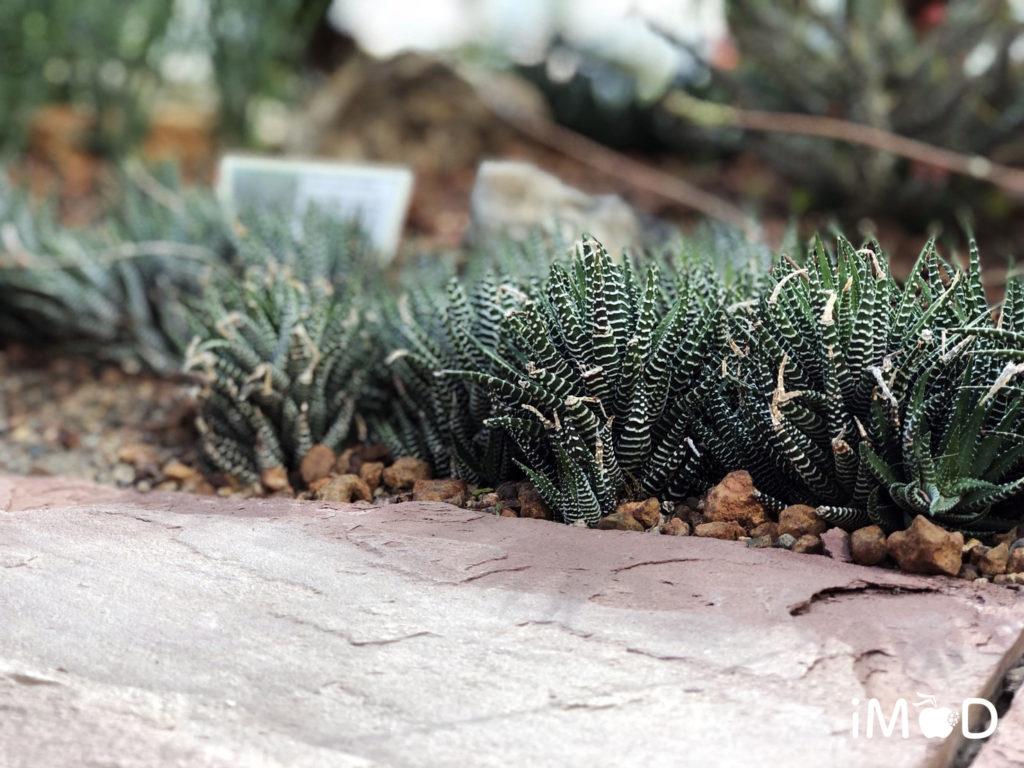 ตัวอย่างภาพถ่ายดอกไม้จาก iPhone 8 Plus