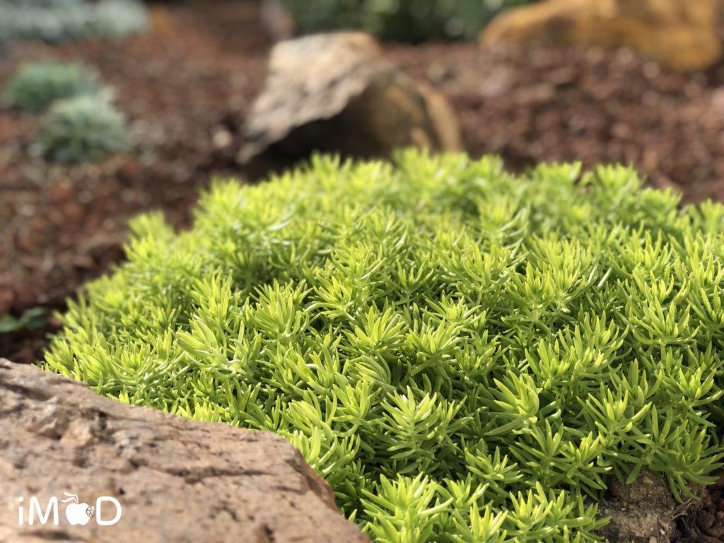 ตัวอย่างภาพถ่ายดอกไม้จาก iPhone 8 Plus