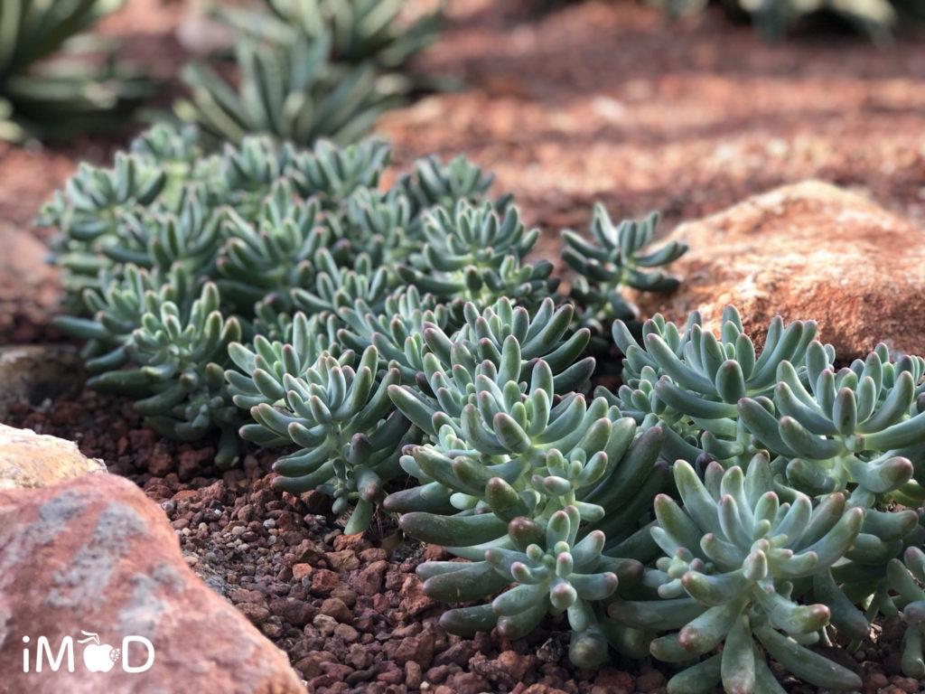 ตัวอย่างภาพถ่ายดอกไม้จาก iPhone 8 Plus