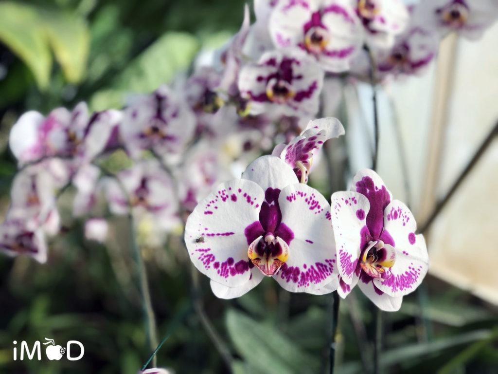 ตัวอย่างภาพถ่ายดอกไม้จาก iPhone 8 Plus